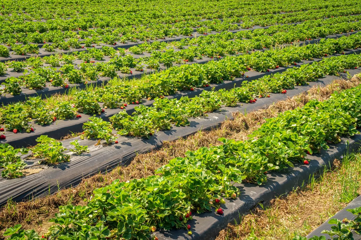 A Local Guide to Seasonal U-Pick Farms Near Honest Vale