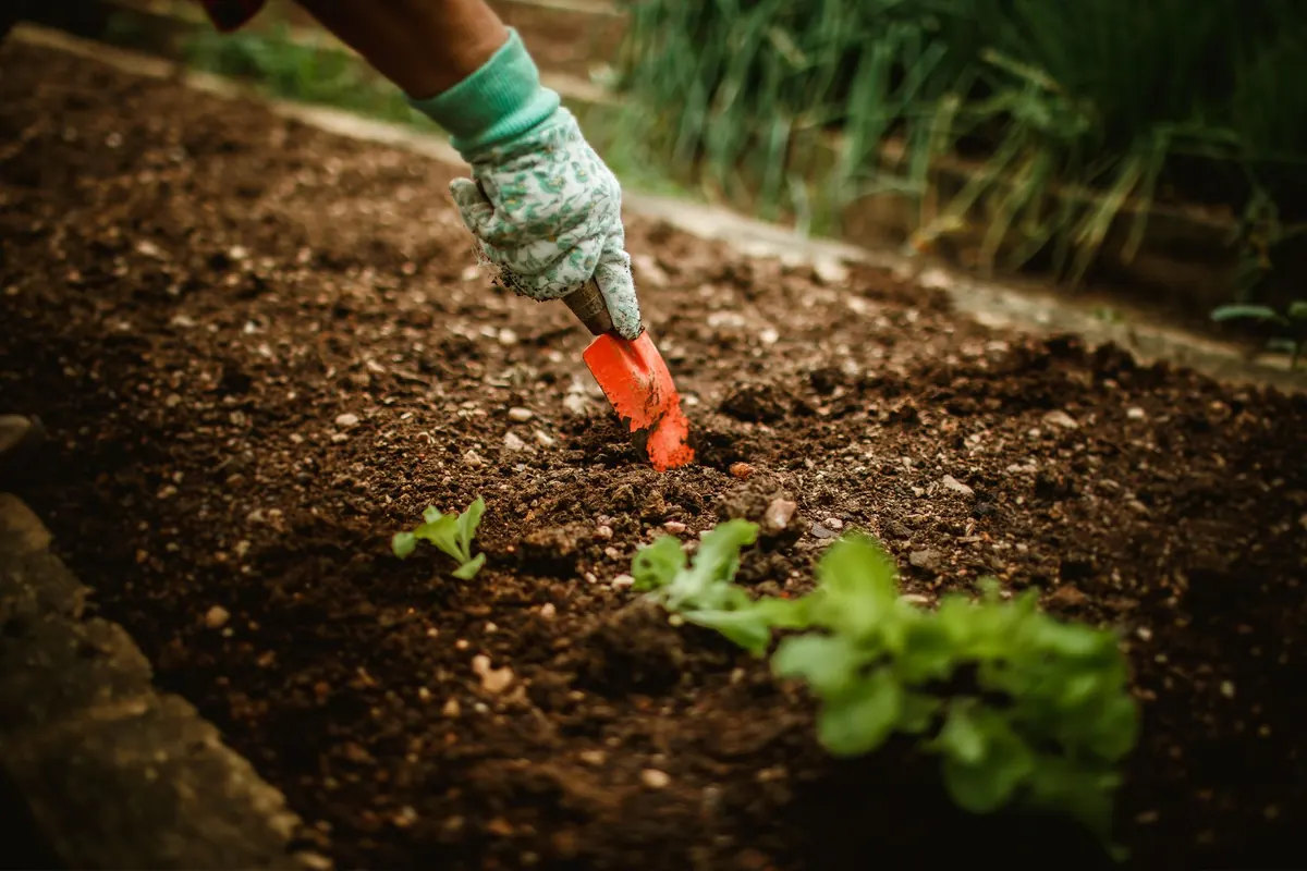 The Beginner's Guide to No-Till Vegetable Beds